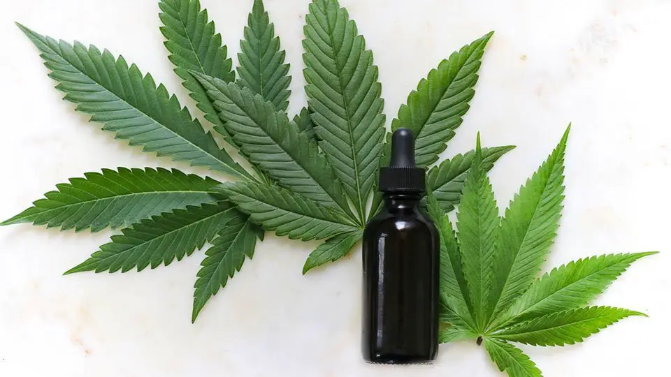 Hemp tincture