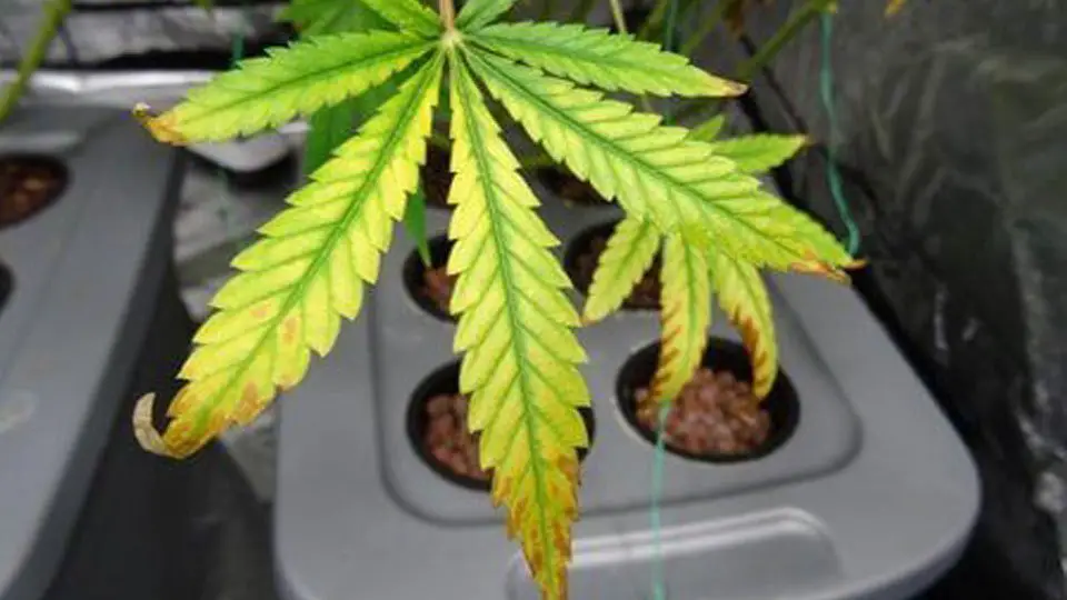 Light Burn indoor growing mistakes