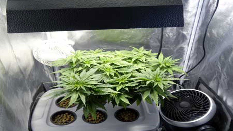 Cannabis Grow Room growing mistakes