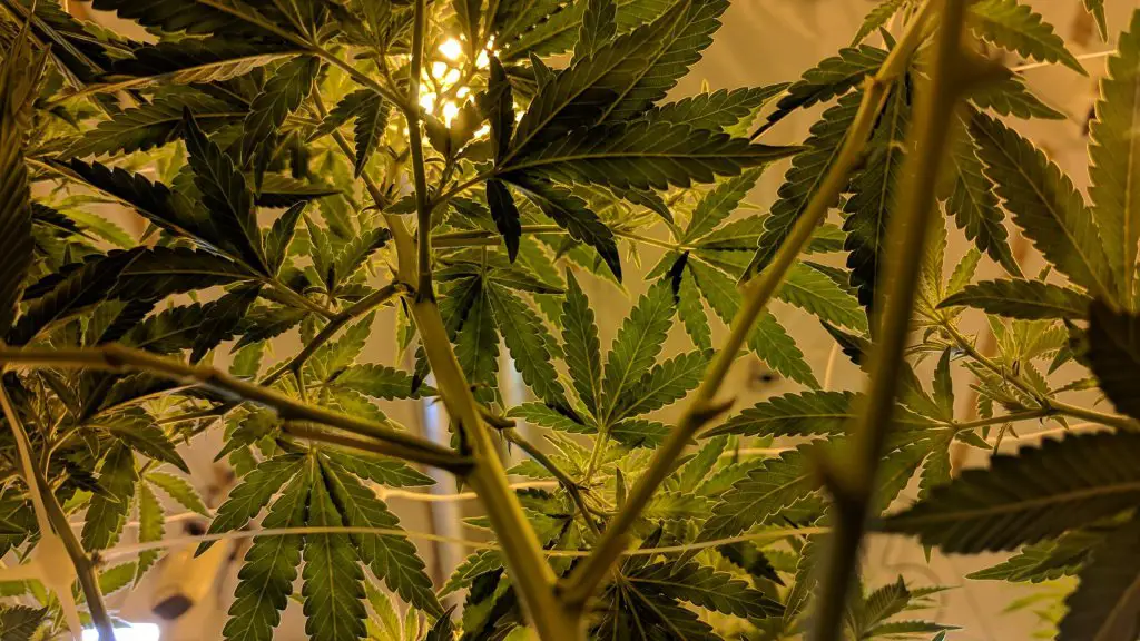 Marijuana Plants with Sun Light