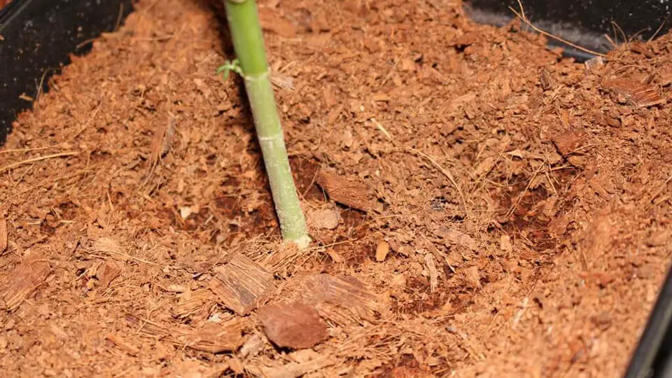 Coco Coir for indoor growing marijuana