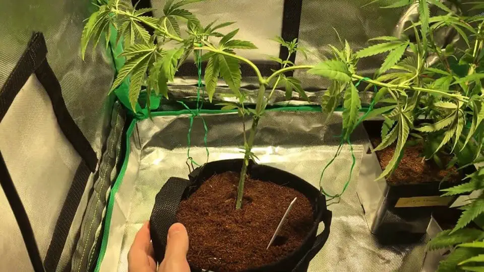 Marijuana Plant in a Fabric Pot