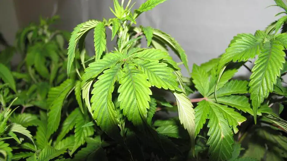 Overwatered Marijuana Plants