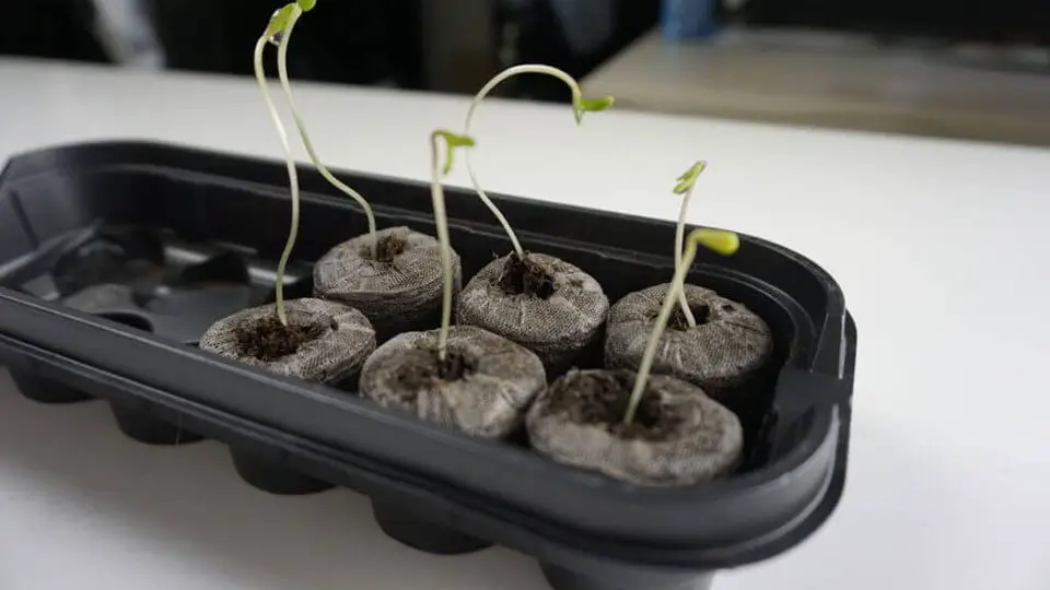 Seedling Cannabis