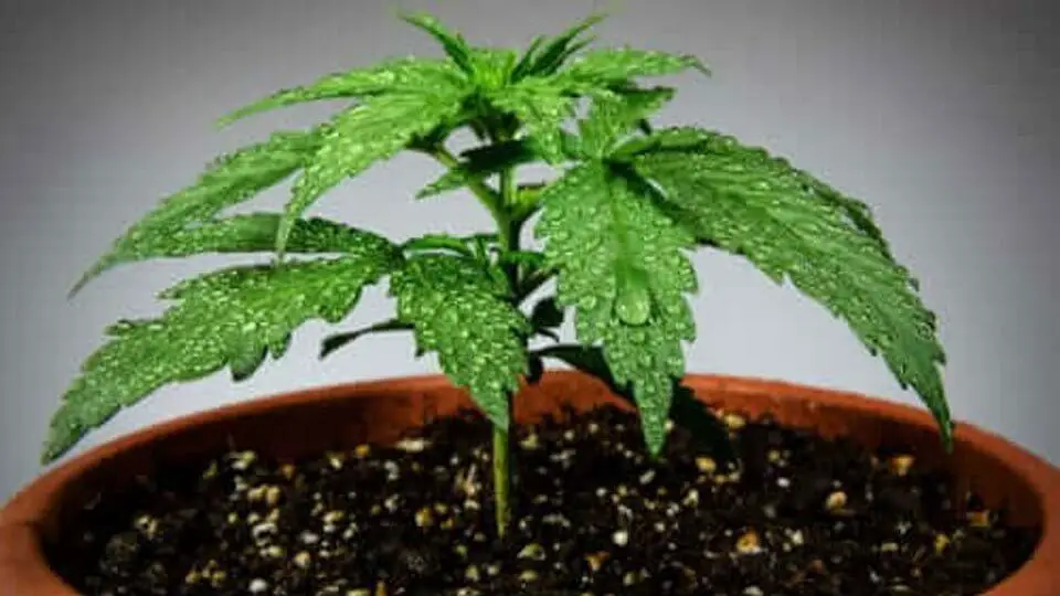 Cannabis Plant in Soil