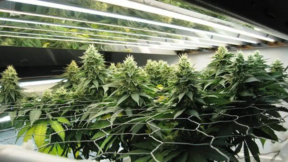 Grow Lights for indoor growing marijuana