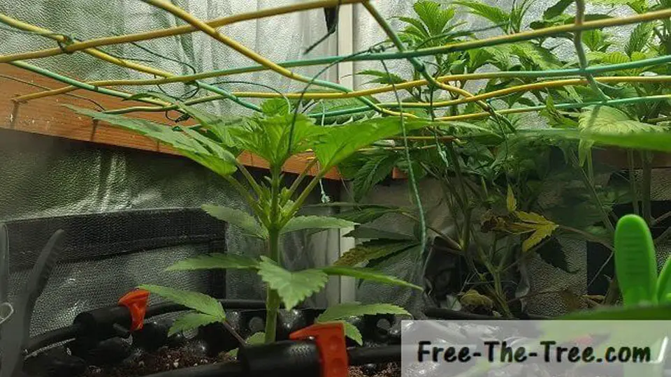 Vegetation Stage Marijuana