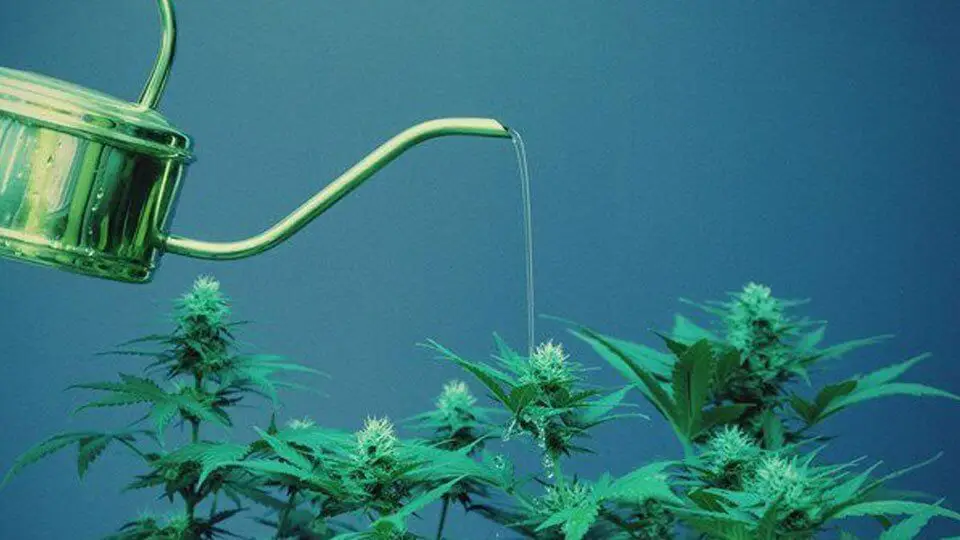 Cannabis Plants Being Watered
