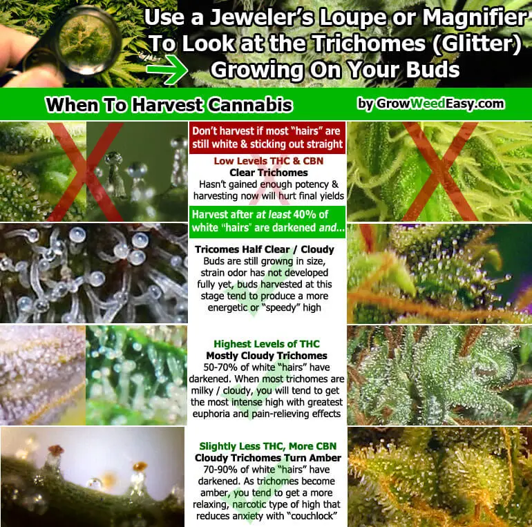 When to Harvest Cannabis Guide