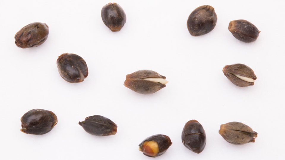 Germinate Marijuana Seeds