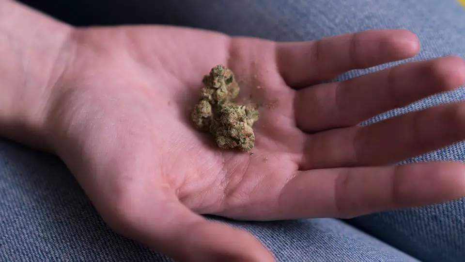 Holding marijuana buds