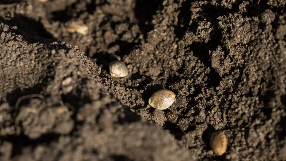 Weed in soil