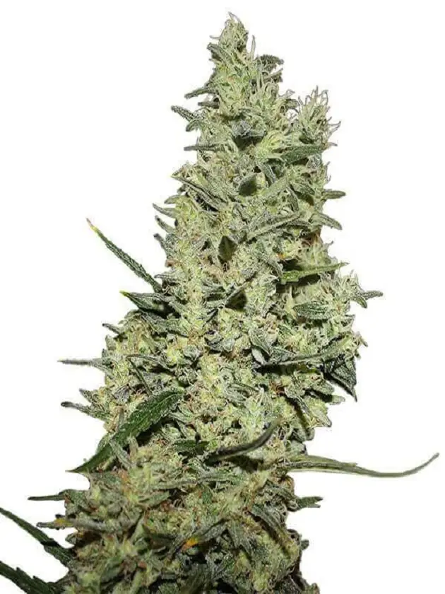 Critical+ Feminized Critical+ Feminized