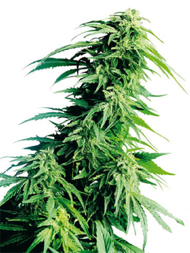 Special Kush Feminized