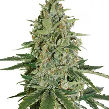 Super Skunk Feminized