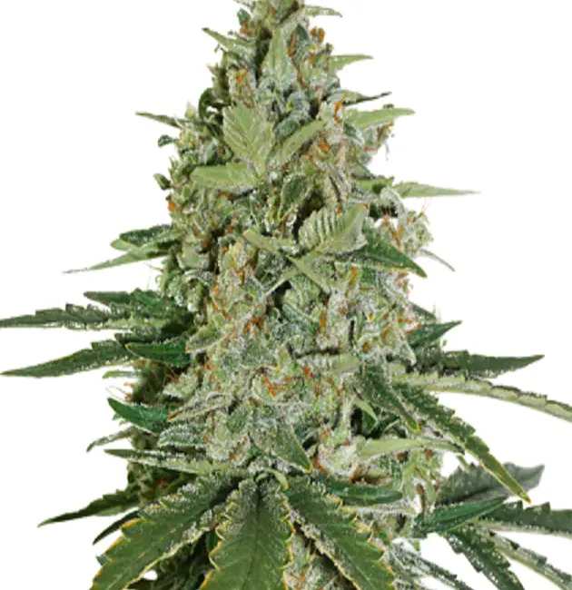 Super Skunk Feminized