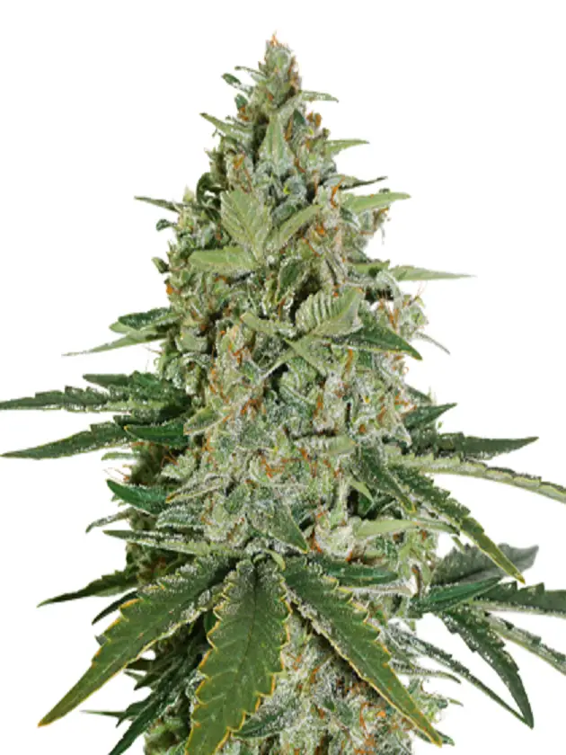 Super Skunk Feminized Super Skunk Feminized