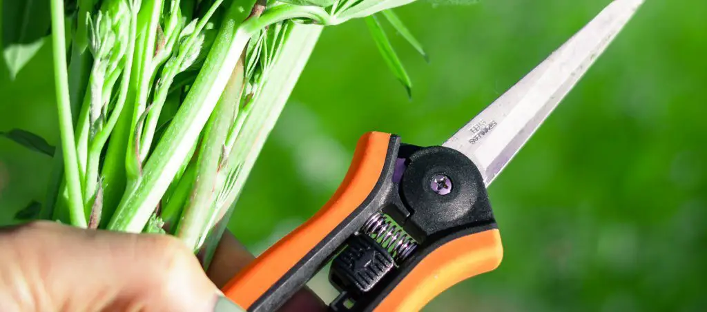 Weed pruner