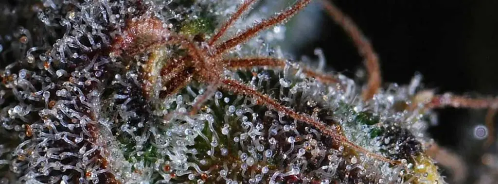 Cannabis trichomes