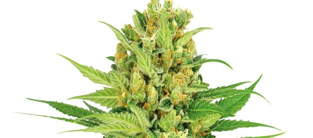 Bubblegum Cannabis