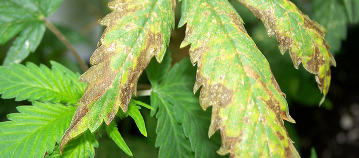 Burnt marijuana leaves
