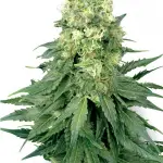 Chemdawg Feminized Medical Strain