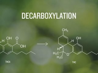 Decarboxylation & How To Decarb Correctly