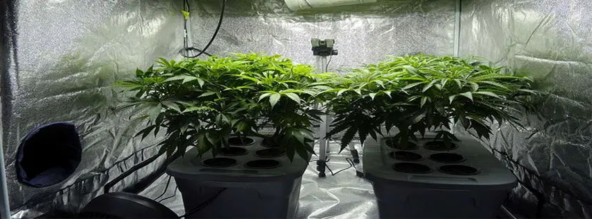 Cannabis grow tent