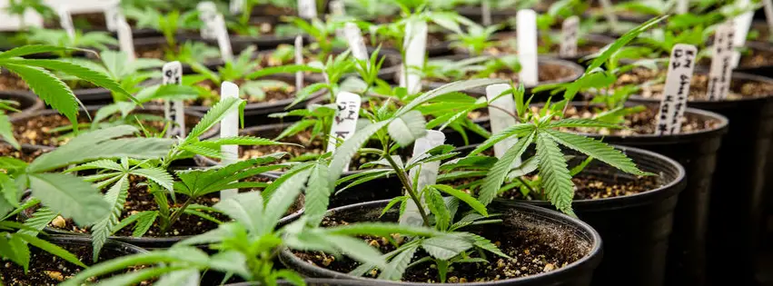 Grow cannabis