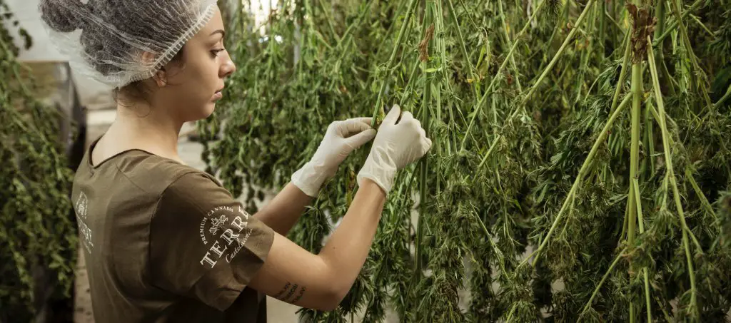 Marijuana Harvest
