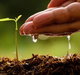 How To Germinate Marijuana Seeds The Surefire Way