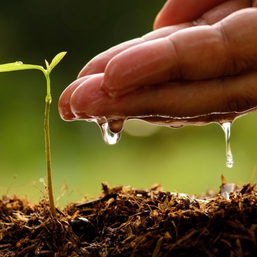 How To Germinate Marijuana Seeds The Surefire Way