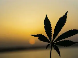 How To Grow Marijuana From Seeds