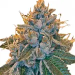 Kosher Kush Feminized