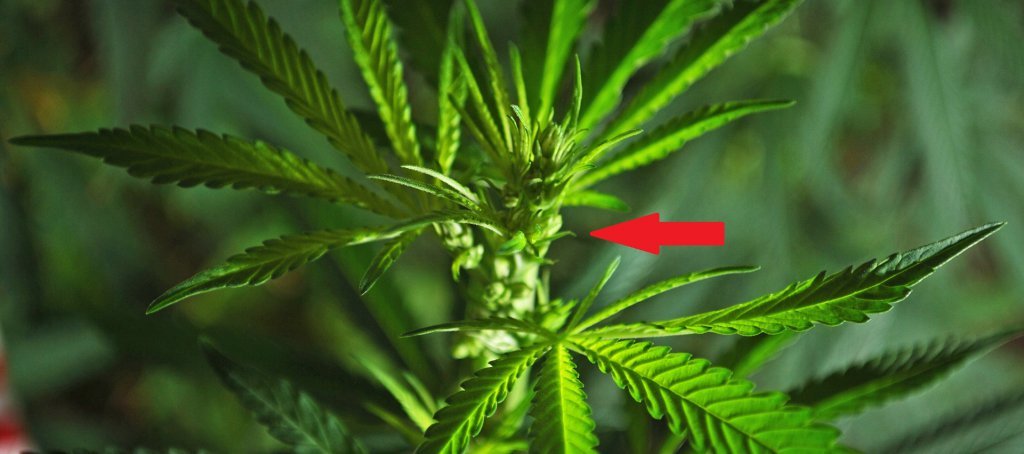Male cannabis plant