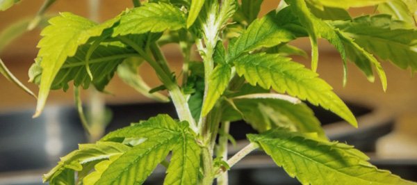 Overwatered Marijuana