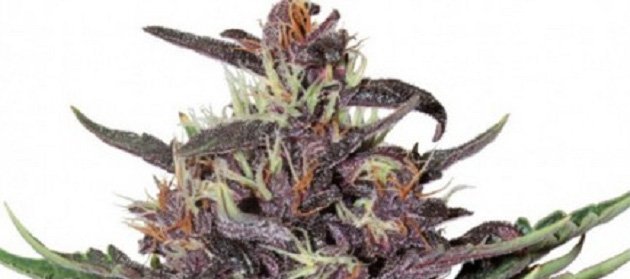 Purple Kush marijuana family