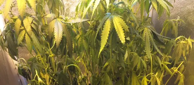 Underwatered Marijuana