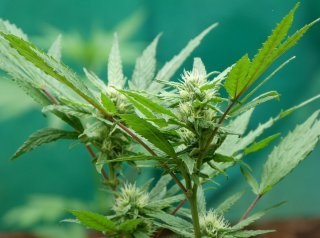 What And Why Need To Grow Autoflowering Seeds Now