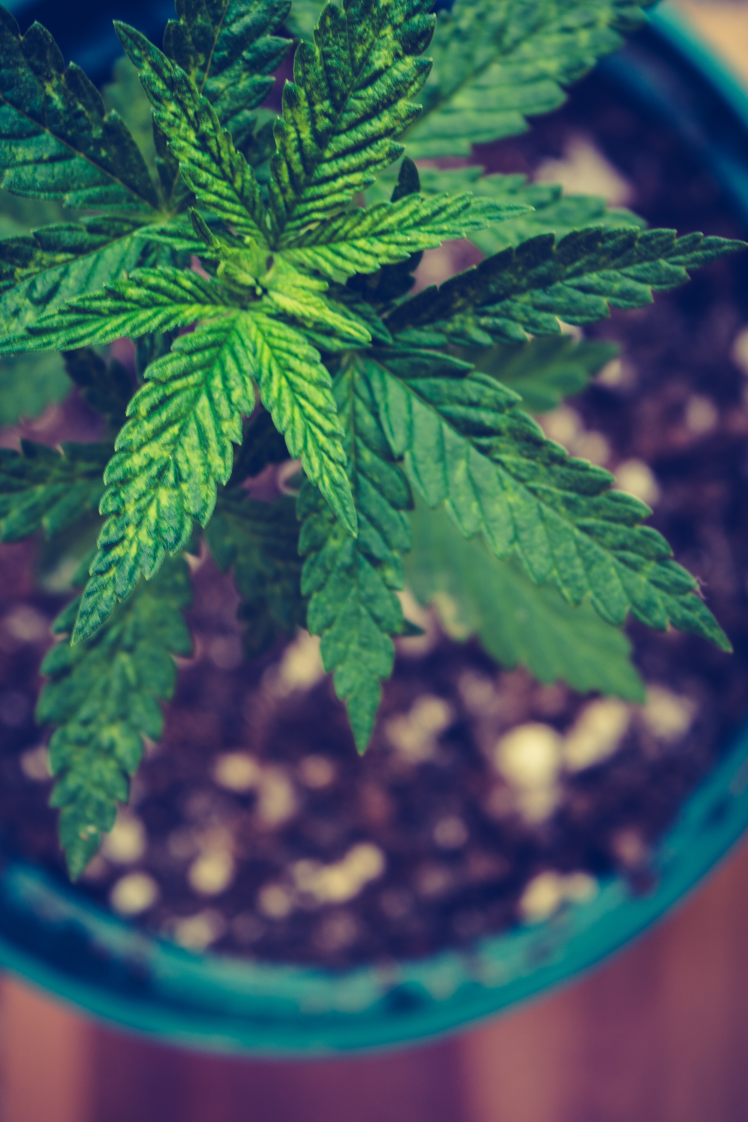 The Best Autoflower Seeds You Could Obtain I Growing Marijuana Blog