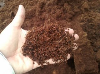 What Is Coco Coir and Why You Should Use It To Grow Weed