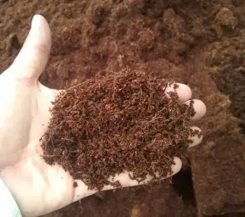 What Is Coco Coir and Why You Should Use It To Grow Weed
