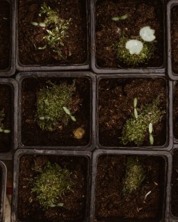 What Is Micro Growing And How To Grow