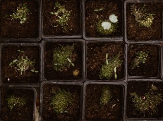 What Is Micro Growing And How To Grow