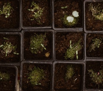 What Is Micro Growing And How To Grow