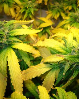 Why Marijuana Leaves Turn Yellow And How To Save