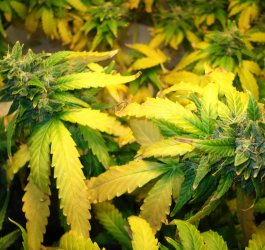 Why Marijuana Leaves Turn Yellow And How To Save