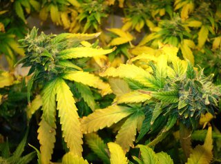 Why Marijuana Leaves Turn Yellow And How To Save