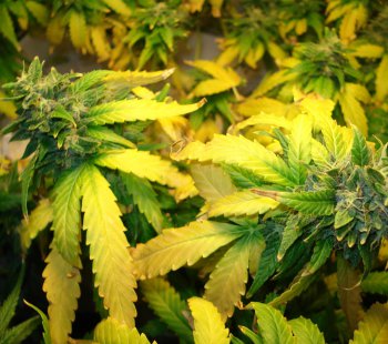 Why Marijuana Leaves Turn Yellow And How To Save