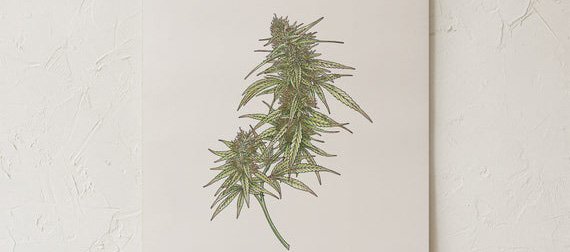 Cannabis botanical illustration